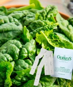 Gurney's Spinach Bloomsdale Long Standing (15 ft. Seed Tape)