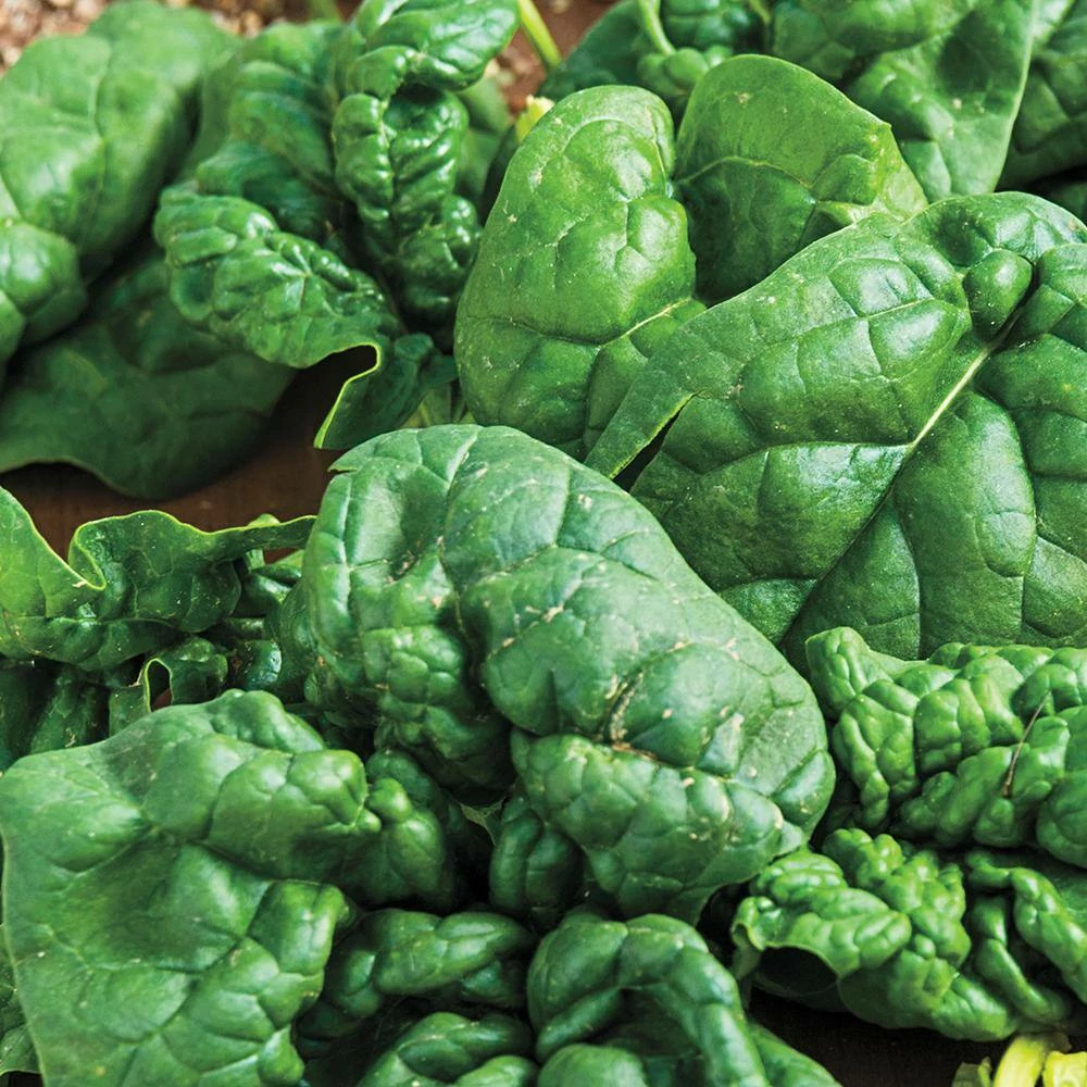 Gurney's Spinach Bloomsdale Long Standing (15 ft. Seed Tape) - Image 2