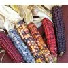 Gurney's Ornamental Corn Painted Mountain (50 Seed Packet)