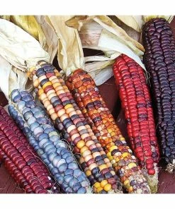 Gurney's Ornamental Corn Painted Mountain (50 Seed Packet)