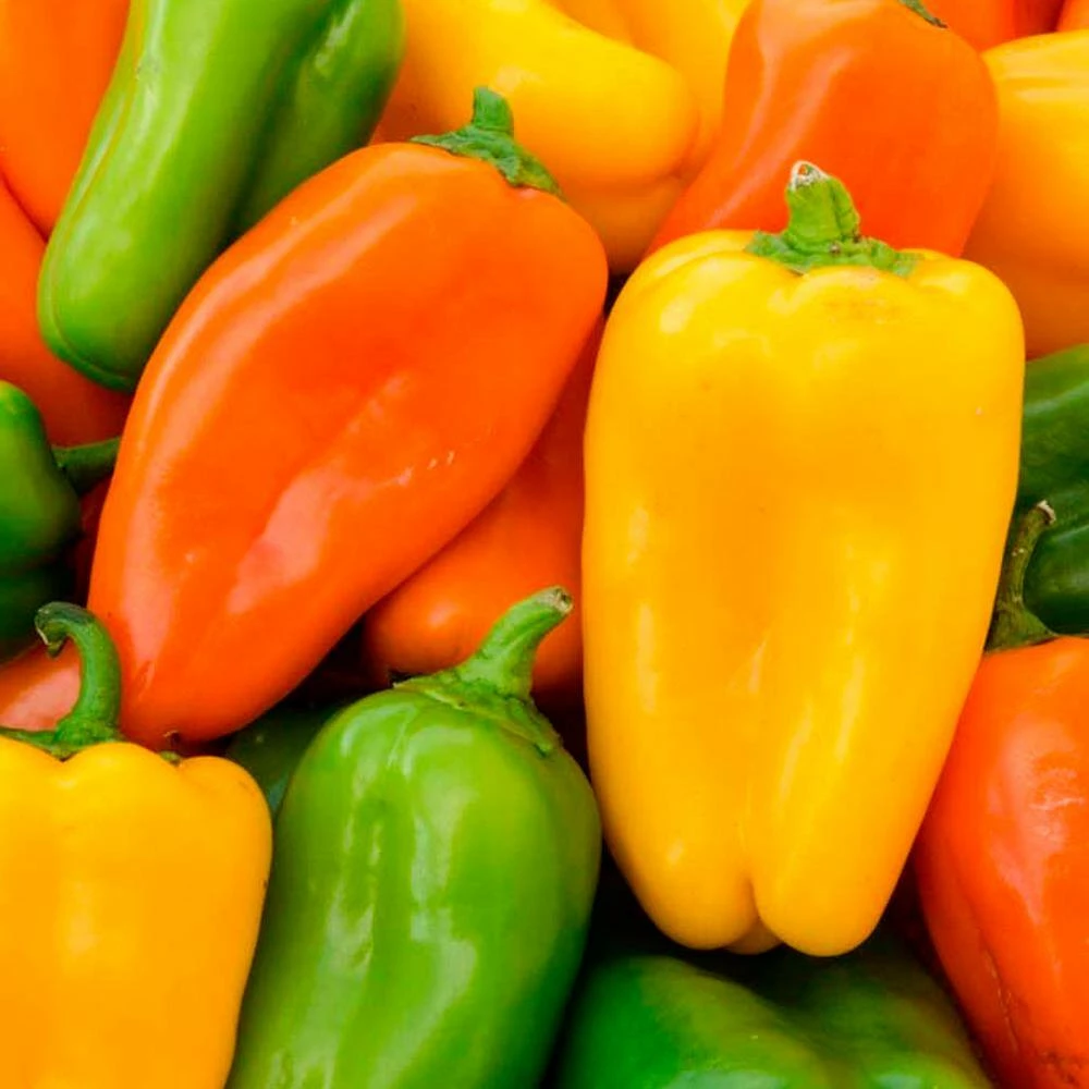 Gurney's Sweet Pepper Yum Yums Hybrid Mixed Mini Bells Seed (15-Pack) - Image 3