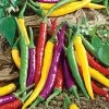 Gurney's Hot Pepper Carnivale Cayenne Blend (25 Seed Packet)