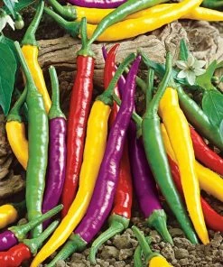 Gurney's Hot Pepper Carnivale Cayenne Blend (25 Seed Packet)