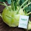 Gurney's Kohlrabi Kossak Hybrid Seed (50-Pack)