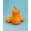 Gurney's Winter Squash Argonaut Hybrid (25 Seed Packet)