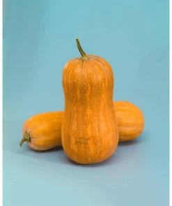 Gurney's Winter Squash Argonaut Hybrid (25 Seed Packet)