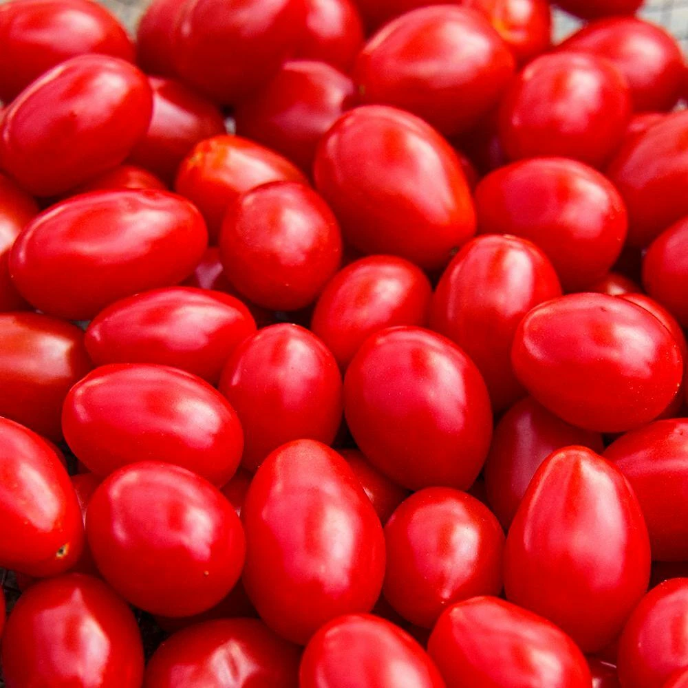 Gurney's Tomato Jelly Beans Hybrid (30 Seed Packet) - Image 2