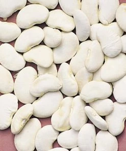 Gurney's Lima Bean Pole King Of The Garden Vegetable Seeds (2 oz. Seed Packet)