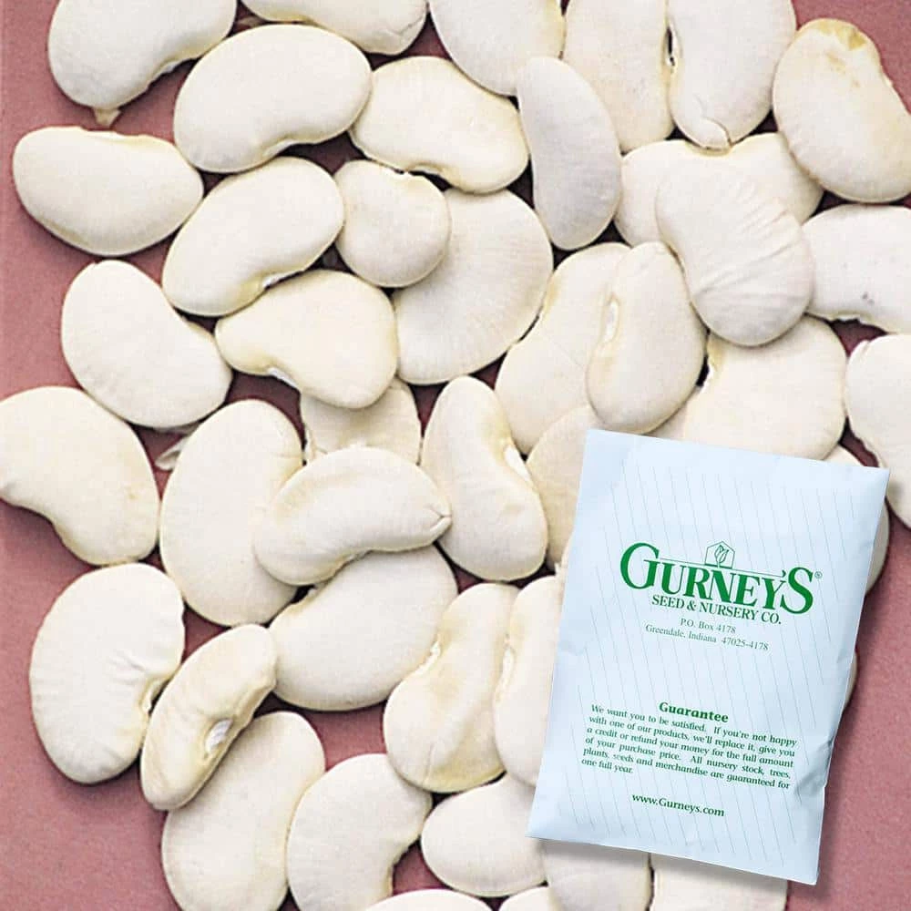 Gurney's Lima Bean Pole King Of The Garden Vegetable Seeds (2 oz. Seed Packet) - Image 2