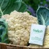 Gurney's Cauliflower Snow Crown Hybrid Seed (75-Pack)