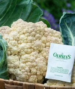 Gurney's Cauliflower Snow Crown Hybrid Seed (75-Pack)