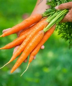 Gurney's Carrot Napoli Hybrid Seed Tape, Includes 2 Seed Tapes Each 7.50 ft. L