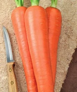 Gurney's Carrot Envy Hybrid (15 ft. Seed Tape)