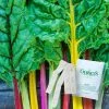Gurney's Chard Bright Lights 15 ft. Seed Tape