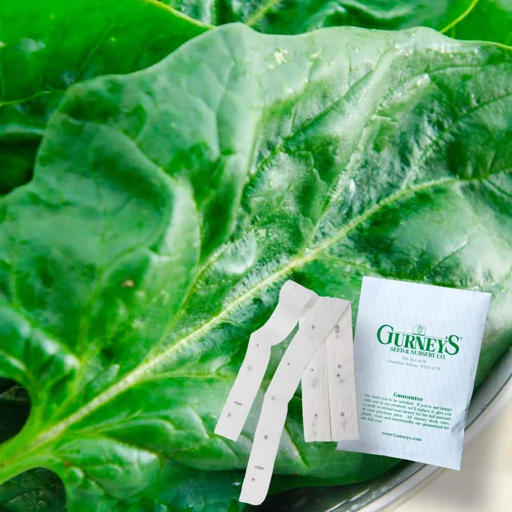 Gurney's Spinach Goliath 15 ft. Seed Tape