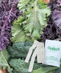 Gurney's Kale Winter Wonderland Mixtur 15 ft. Seed Tape