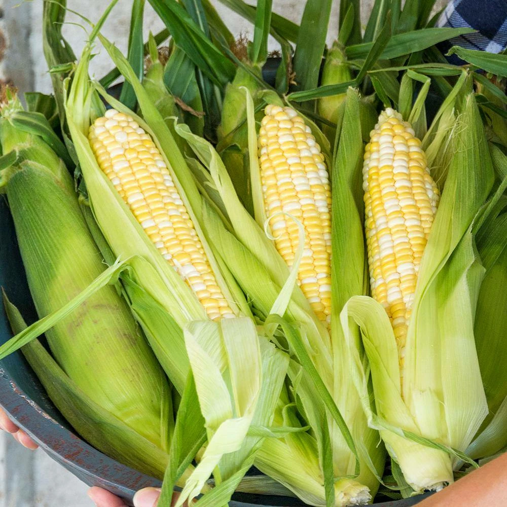 Gurney's Sweet Corn Gotta Have It Hybrid (200 Seed Packet) - Image 3