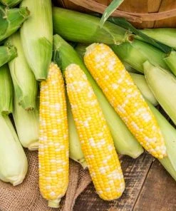 Gurney's Sweet Corn Gotta Have It Hybrid (2 lb. Seed Packet)