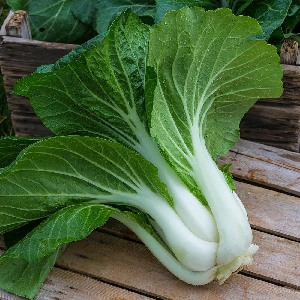 Gurney's Pak Choi Bopak Hybrid Seed (100-Pack) - Image 3