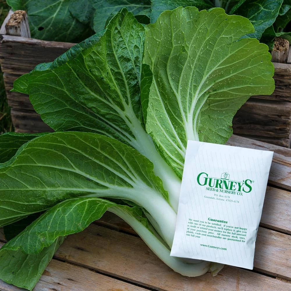 Gurney's Pak Choi Bopak Hybrid Seed (100-Pack)