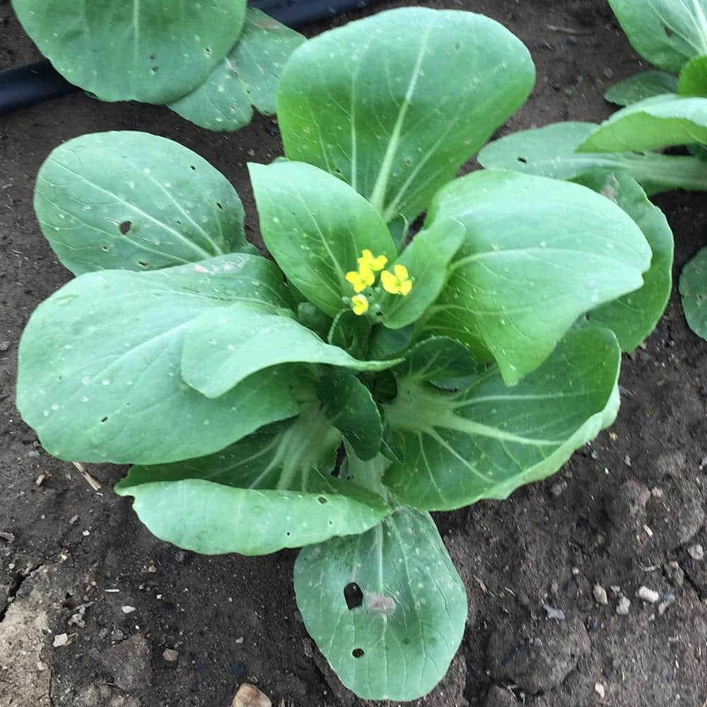 Gurney's Pak Choi Bopak Hybrid Seed (100-Pack) - Image 2