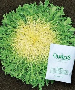 Gurney's Endive Glory Seed (500-Pack)