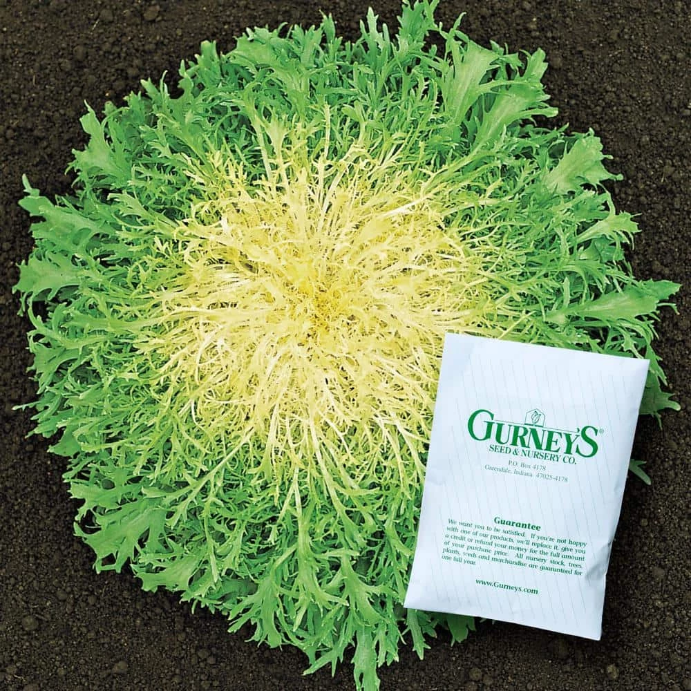 Gurney's Endive Glory Seed (500-Pack)