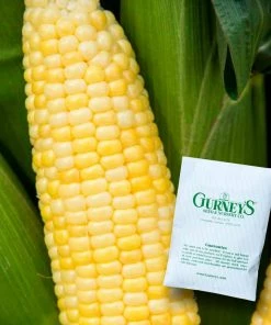 Gurney's Sweet Corn Inferno Hybrid (250 Seed Packet)