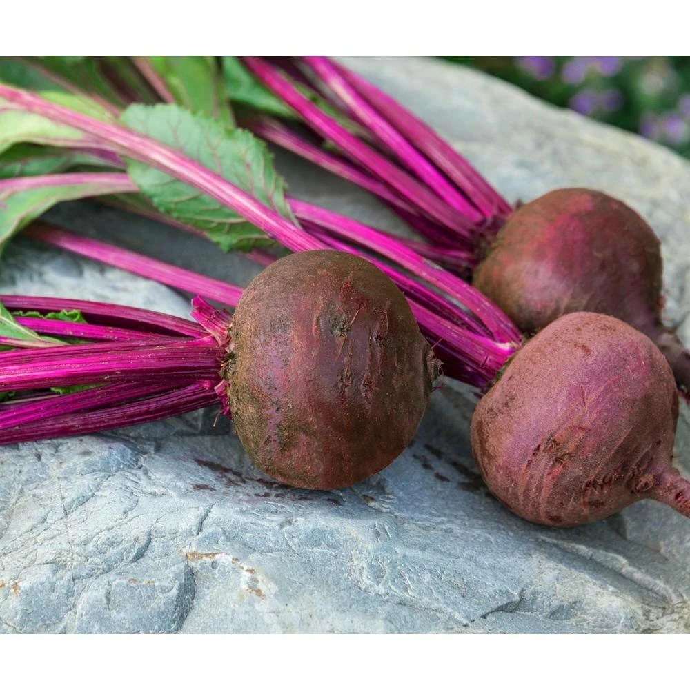 Gurney's Beet Red Titan Hybrid Seed (200-Pack) - Image 4