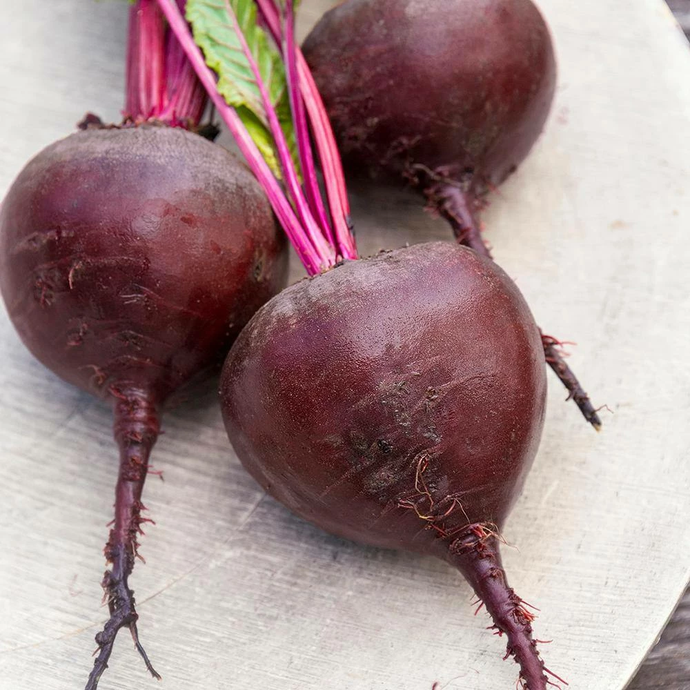 Gurney's Beet Red Titan Hybrid Seed (200-Pack) - Image 3