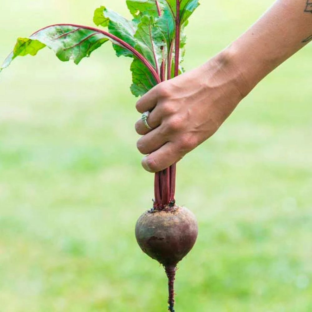 Gurney's Beet Red Titan Hybrid Seed (200-Pack) - Image 2