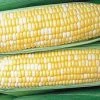 Gurney's Sweet Corn Honey 'N Pearl Vegetable Seeds (250 Seed Packet)