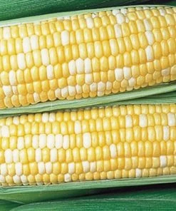 Gurney's Sweet Corn Honey 'N Pearl Vegetable Seeds (250 Seed Packet)