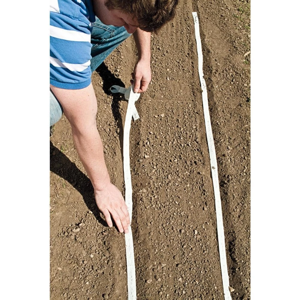 Gurney's Onion Bunching Evergreen White (15 ft. Seed Tape) - Image 4