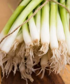 Gurney's Onion Bunching Evergreen White (15 ft. Seed Tape)