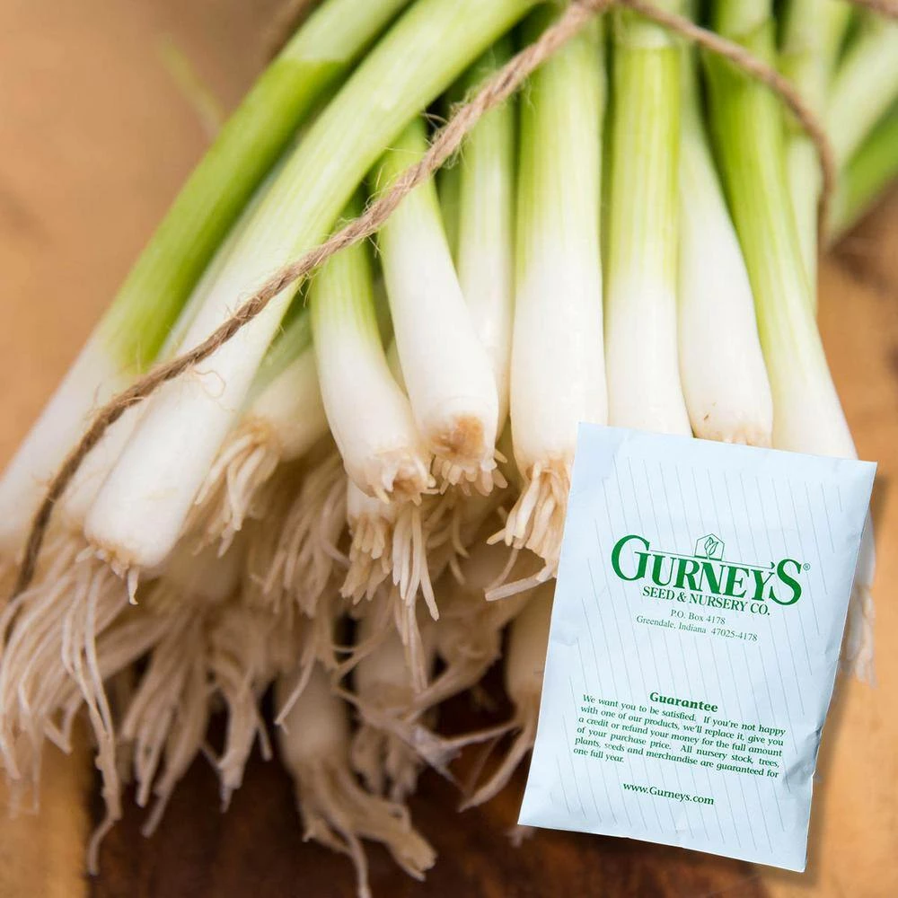 Gurney's Onion Bunching Evergreen White (15 ft. Seed Tape) - Image 2