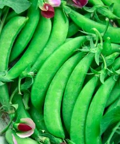 Gurney's Snap Pea Magnolia Blossom (75 Seed Packet)