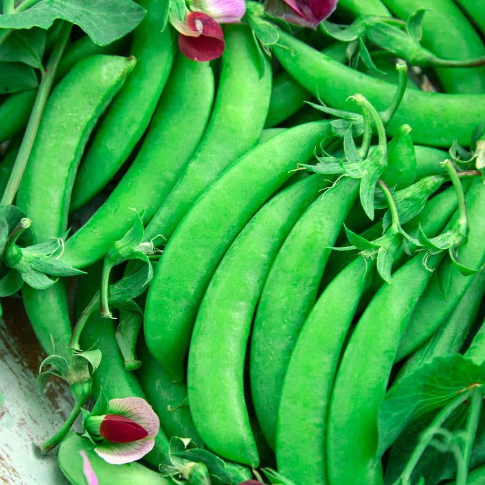 Gurney's Snap Pea Magnolia Blossom (75 Seed Packet)