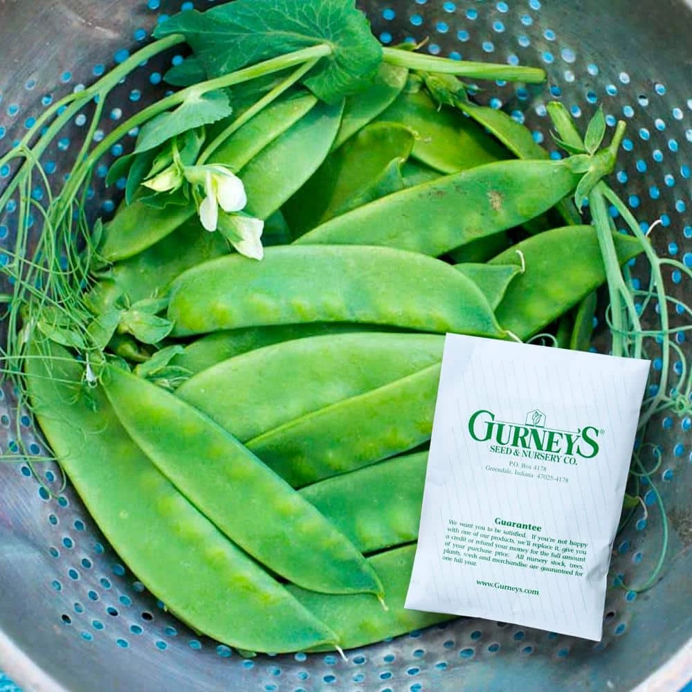 Gurney's 0.50 lb. Snow Pea Avalanche (Seed Packet)