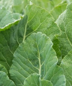 Gurney's Collards Top Bunch (150 Seed Packet)