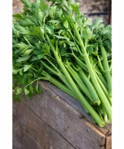 Gurney's Celery Titus Hybrid (100 Seed Packet)