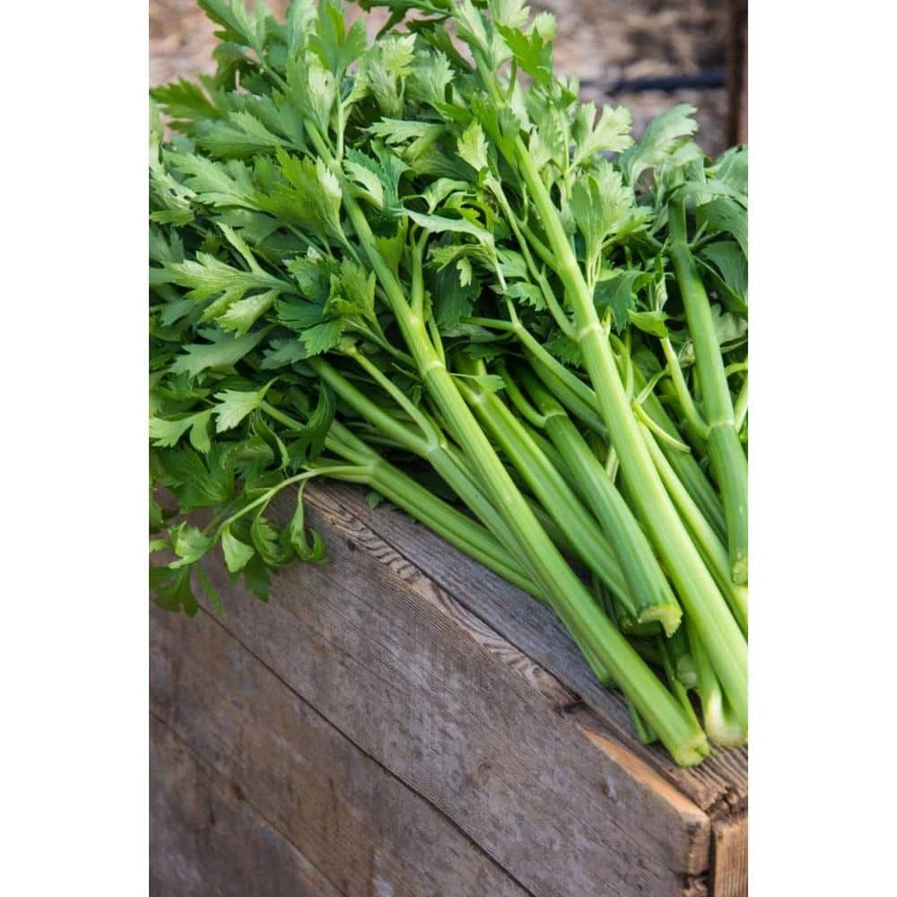 Gurney's Celery Titus Hybrid (100 Seed Packet)