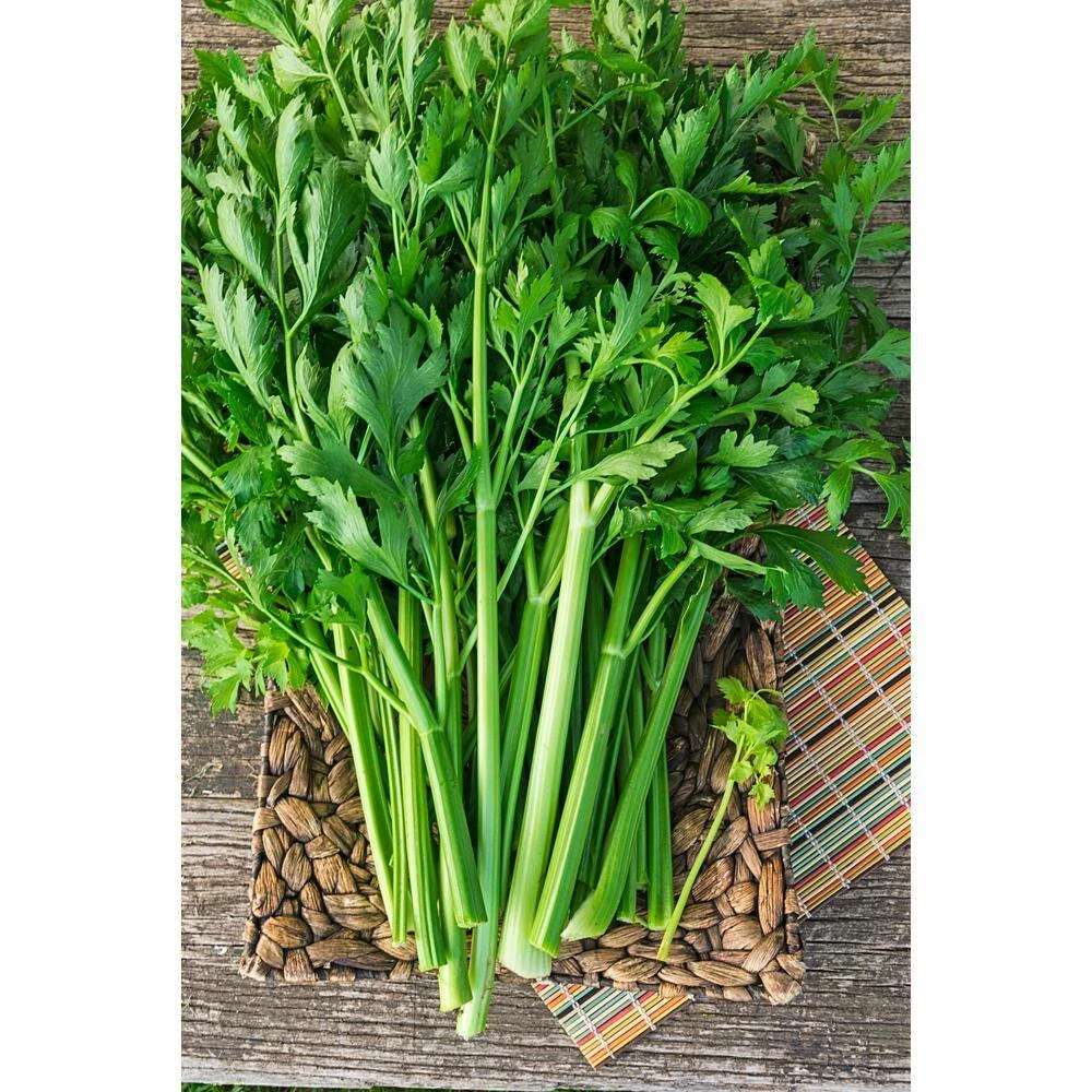 Gurney's Celery Titus Hybrid (100 Seed Packet) - Image 2