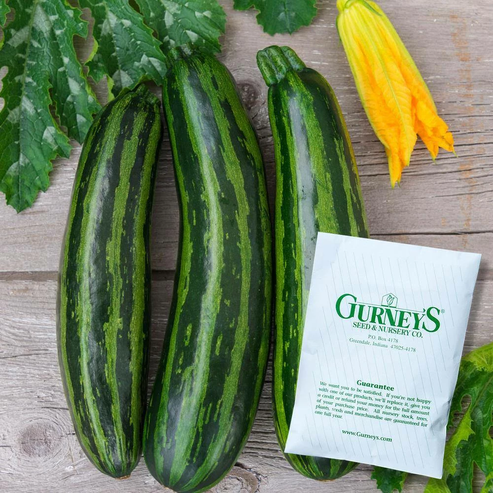 Gurney's Summer Squash Green Tiger Hybrid Vegetable Seeds (25 Seed Packet) - Image 3