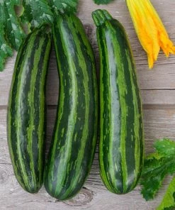 Gurney's Summer Squash Green Tiger Hybrid Vegetable Seeds (25 Seed Packet)