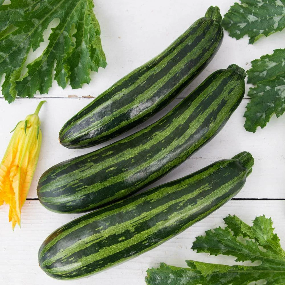 Gurney's Summer Squash Green Tiger Hybrid Vegetable Seeds (25 Seed Packet) - Image 2