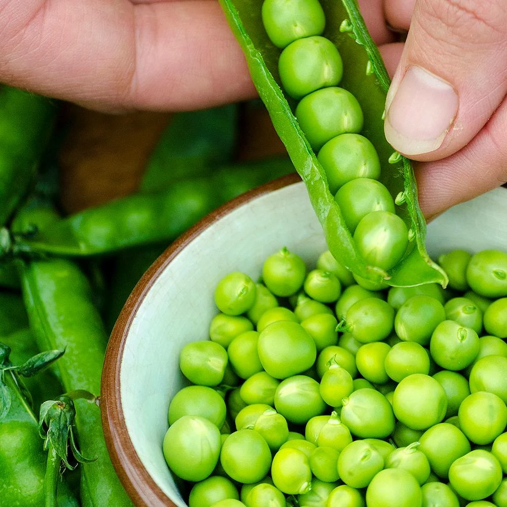 Gurney's Shell Pea Miragreen (225 Seed Packet) - Image 3