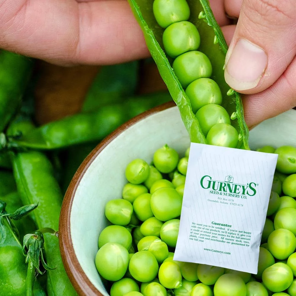 Gurney's Shell Pea Miragreen (225 Seed Packet)
