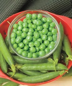 Gurney's Shell Pea Mira Green (0.50 lb. Seed Packet)