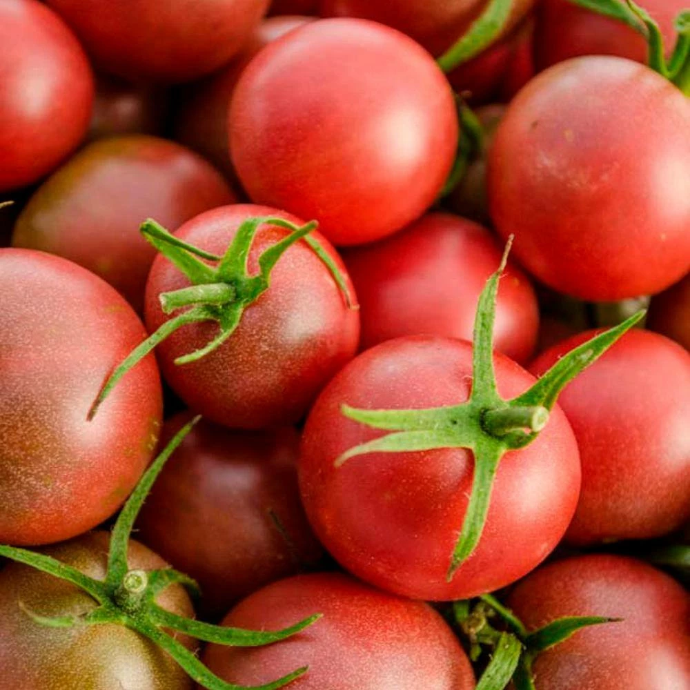 Gurney's Tomato Chocolate Cherry (25 Seed Packet) - Image 3